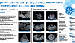 Obstetrics I Trimester (RU)